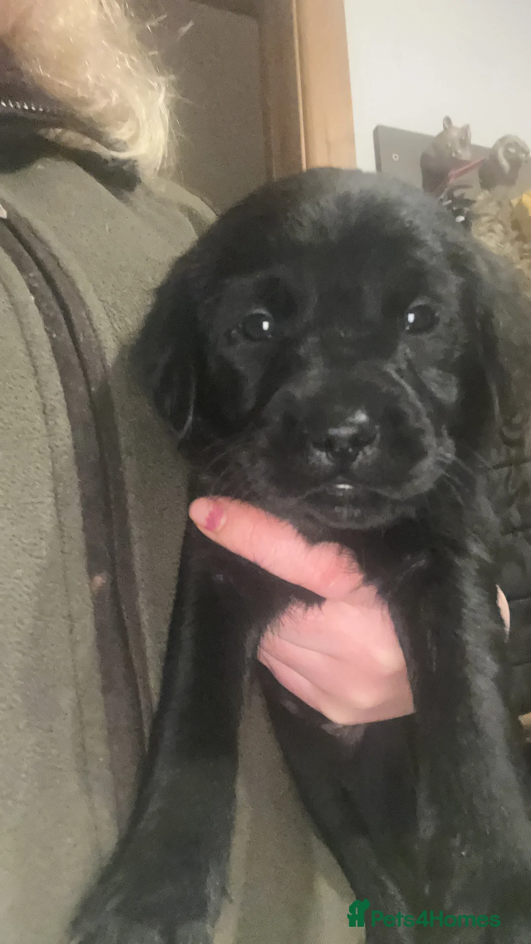 Labrador Retriever dogs for sale: Black Labrador pups  - Advert 15