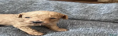 Toy Poodle 1