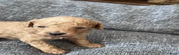 Toy Poodle dogs for sale: All shades of red kc registered toy poodles  - Advert 3