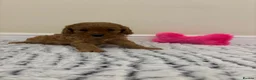 Cavapoo dogs for sale: Deep red cavapoos  - Advert 12