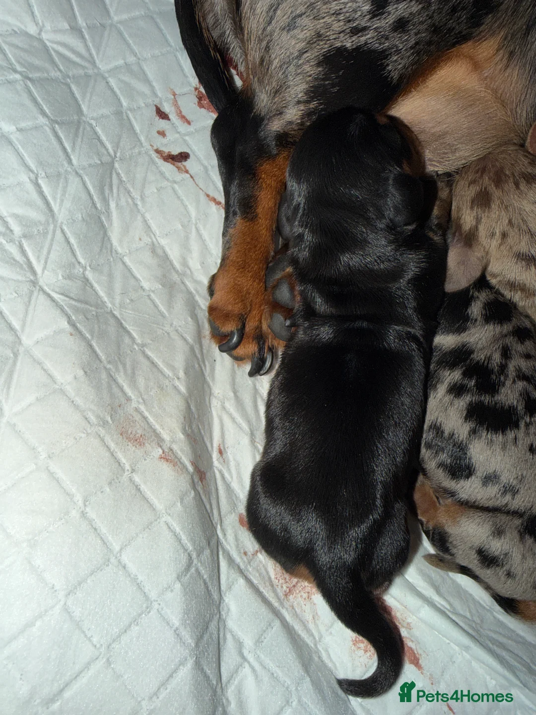 Miniature Dachshund dogs for sale: Miniature dachshund  - Advert 3