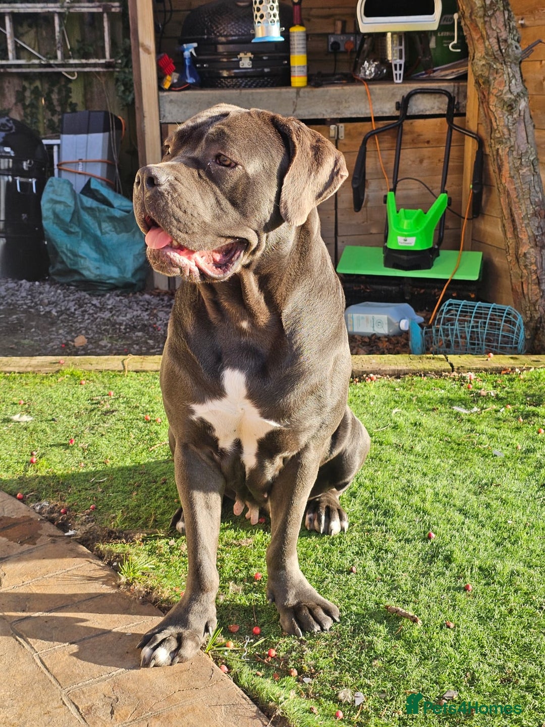 Cane Corso dogs for sale: Last remaining girl cane corso - Advert 1