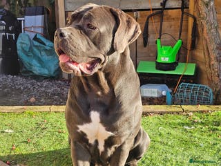 Cane Corso dogs Last remaining girl cane corso - Advert 16