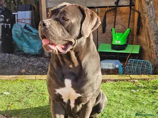 Cane Corso dogs Last remaining girl cane corso - Advert 18