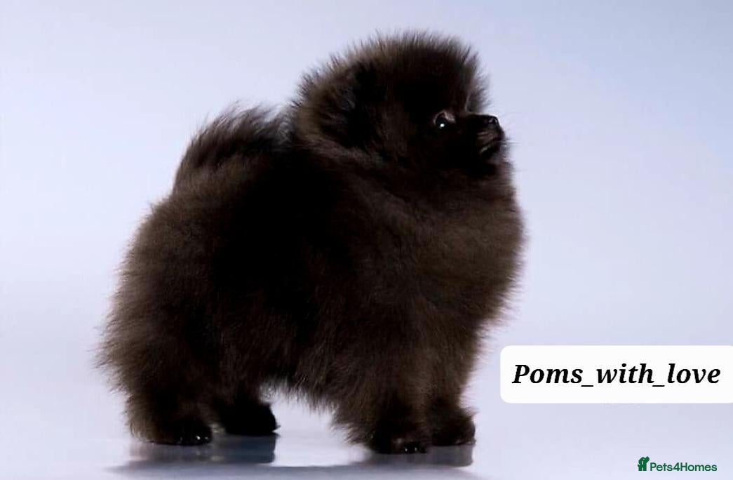 Pomeranian dogs OUTSTANDING QUALITY 2 💙 2🩷 30+🏆in lines - Advert 7