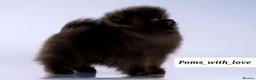 Pomeranian dogs for sale: NEW PICS TOP QUALITY 2 💙 1 🩷 left 30+🏆in lines - Advert 5
