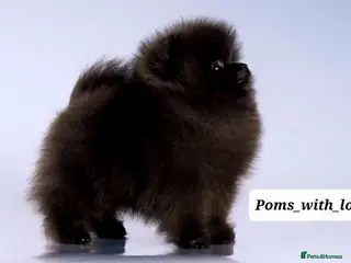 Pomeranian dogs OUTSTANDING QUALITY 2 💙 2🩷 30+🏆in lines - Advert 7