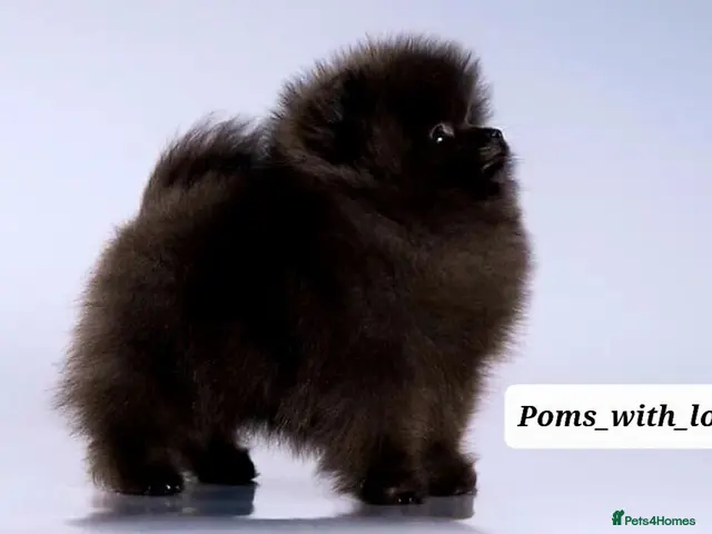 Pomeranian dogs for sale: OUTSTANDING QUALITY 2 💙 1 🩷 left 30+🏆in lines - Advert 2