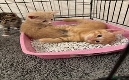 American Shorthair cats for sale: 4 stunning bsh x American short kittens avail - Image 14