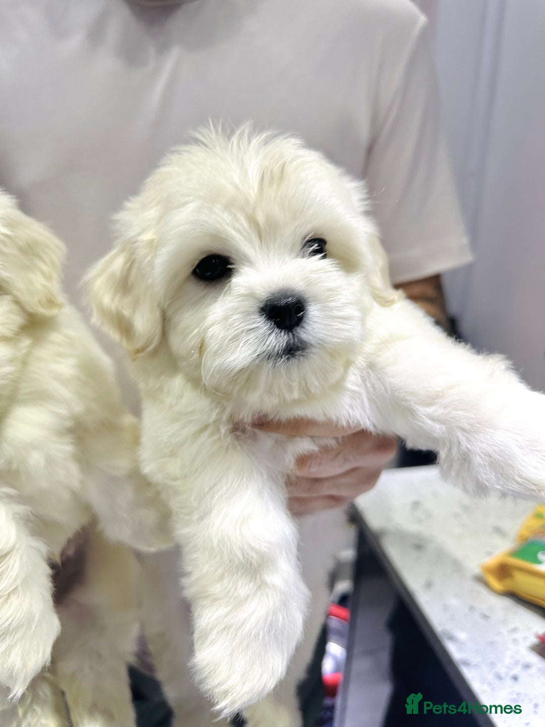 Maltese dogs for sale: Maltese puppies  - Advert 7