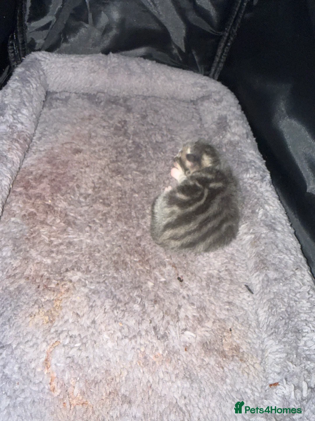 Russian Blue cats for sale: Russian blues - Advert 2