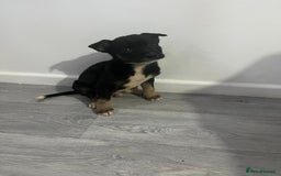 Mixed Breed dogs for sale: 8 beautiful pups  - Image 3