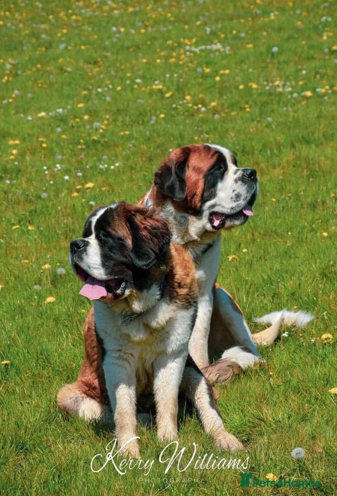 Saint Bernard dogs for sale: Saint pups from HIP & ELBOW tested parents  - Advert 14