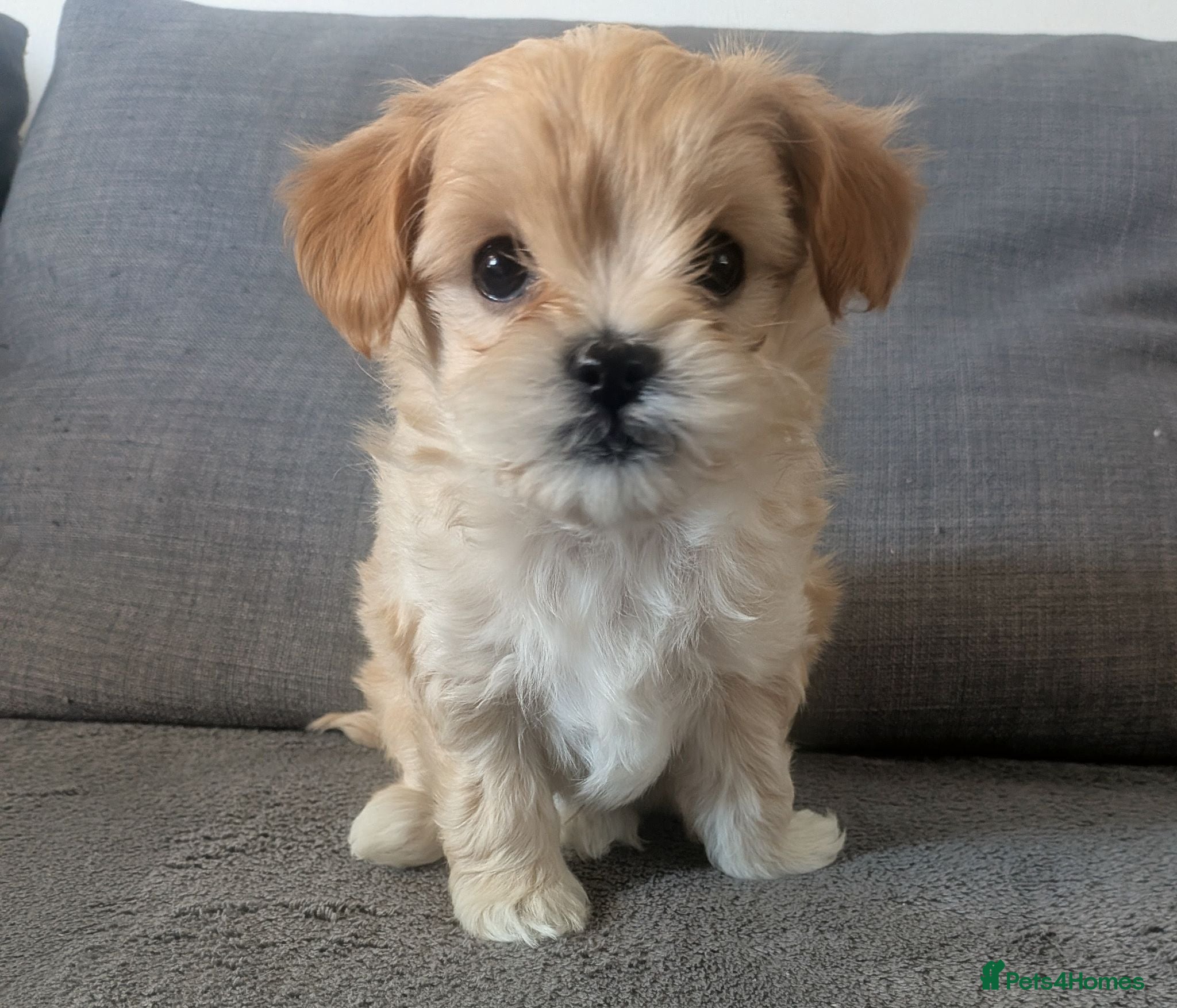 Maltipoo dogs Tiny Maltipoo F2😍 - Advert 15
