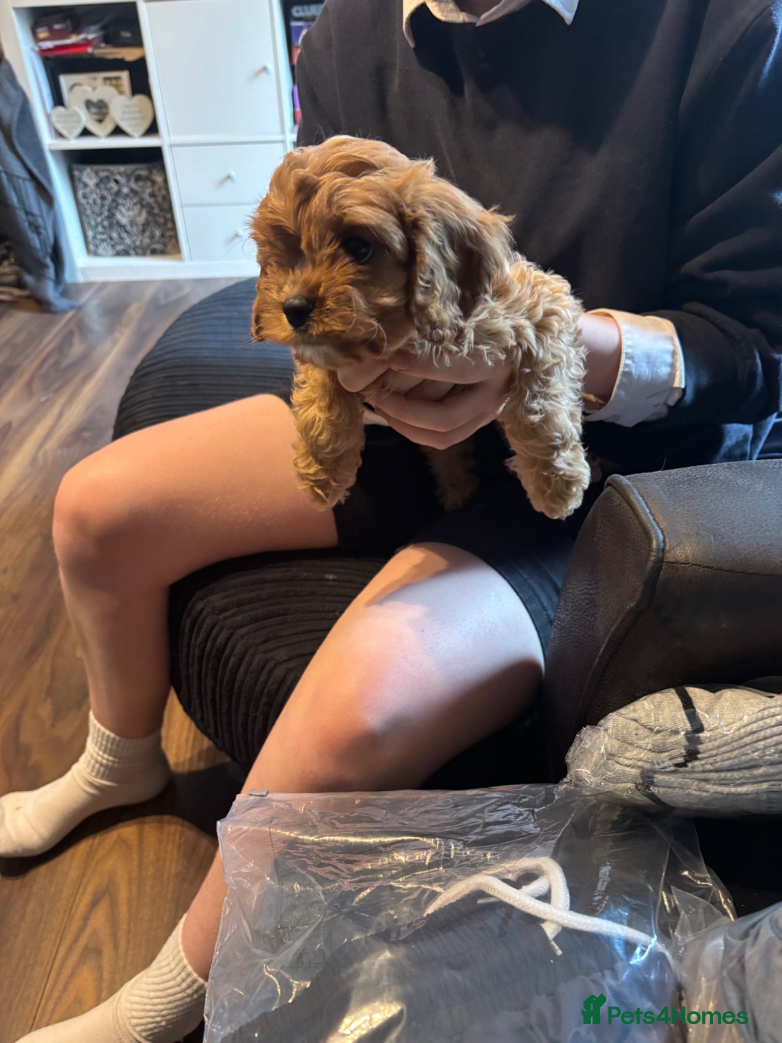 Cavapoo dogs **READY NOW** 2 stunning female Cavapoo puppies  - Advert 2