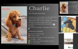 Jackapoo dogs for sale: 2 Toy poodle 3/4 Boys - Image 6