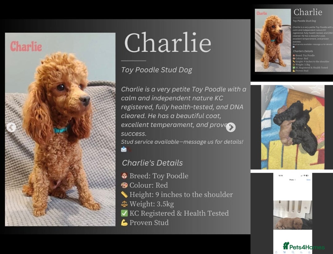 Jackapoo dogs for sale: 2 Toy poodle 3/4 Boys - Image 6