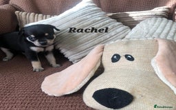 Chihuahua dogs for sale: Adorable black and tan chihuahua puppies  - Image 13