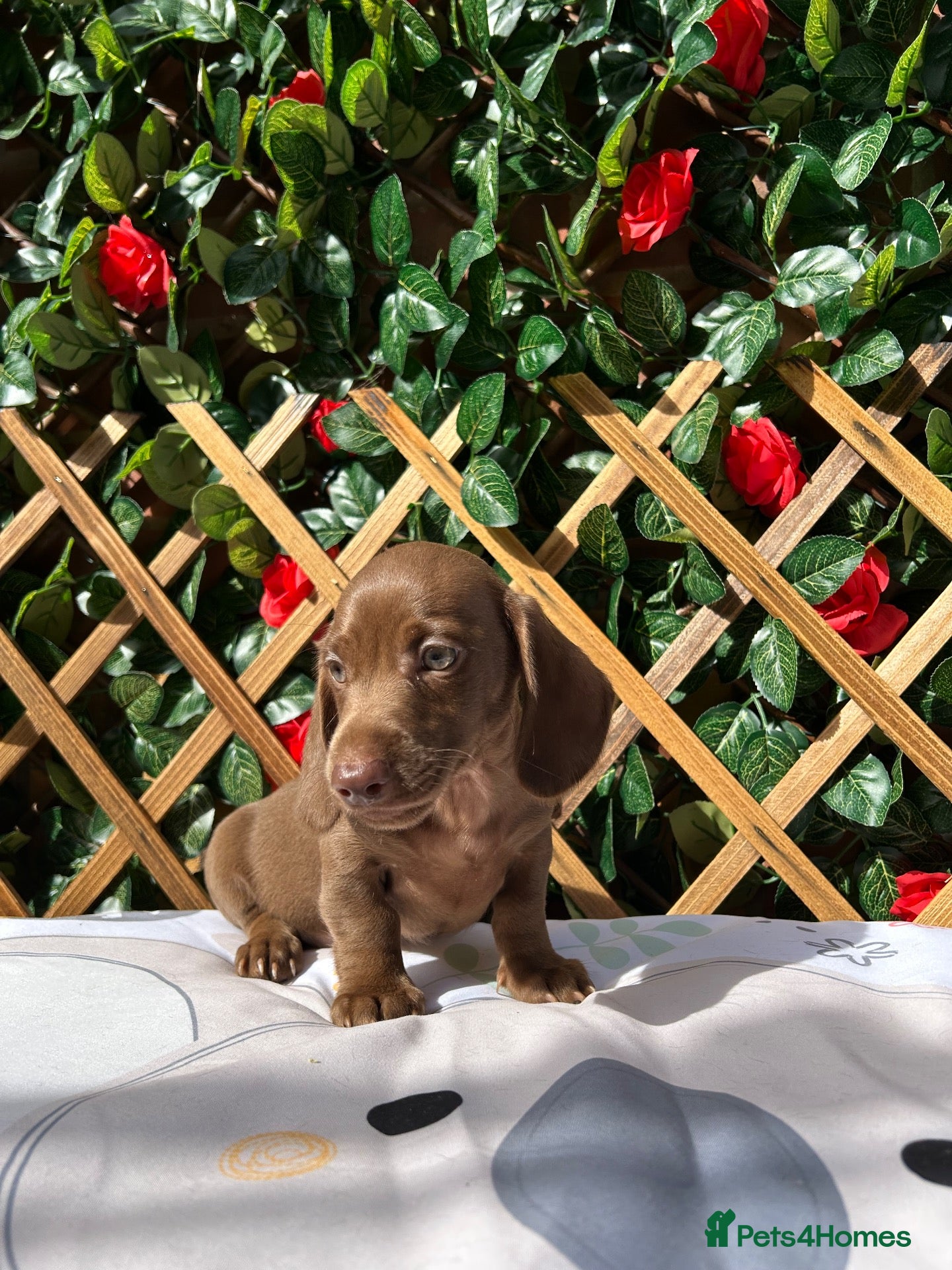 Dachshund dogs READY NOW SOLID MINI DAXI KC REG PRA CLEAR - Advert 2