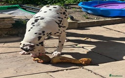 Dalmatian dogs for sale: Looking to rehome my Dalmation male  - Image 6