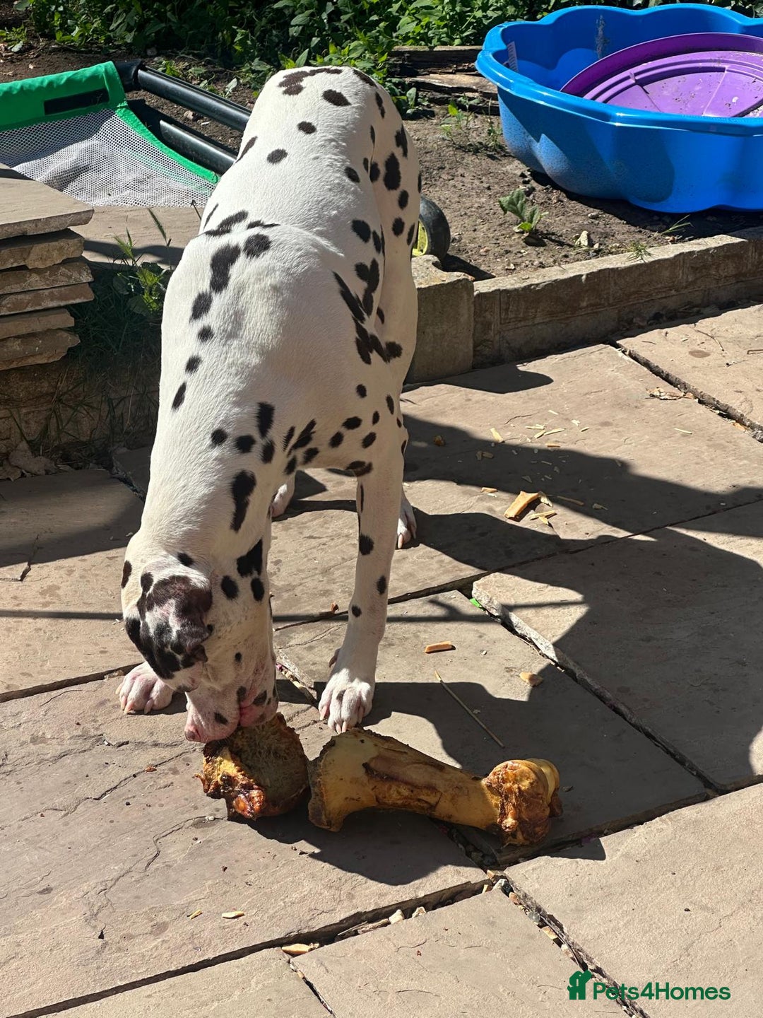 Dalmatian dogs for sale: Looking to rehome my Dalmation male  - Image 6