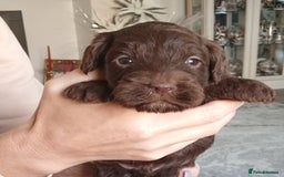 Cockapoo dogs for sale: Cockapoo f1 show) ❤️ - Image 2