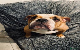 English Bulldog dogs for sale: Pedigree English bulldogs top-lines (7 weeks old)  - Image 21