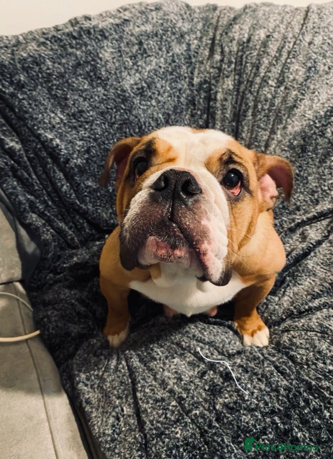 English Bulldog dogs for sale: Pedigree English bulldogs top-lines (7 weeks old)  - Image 21