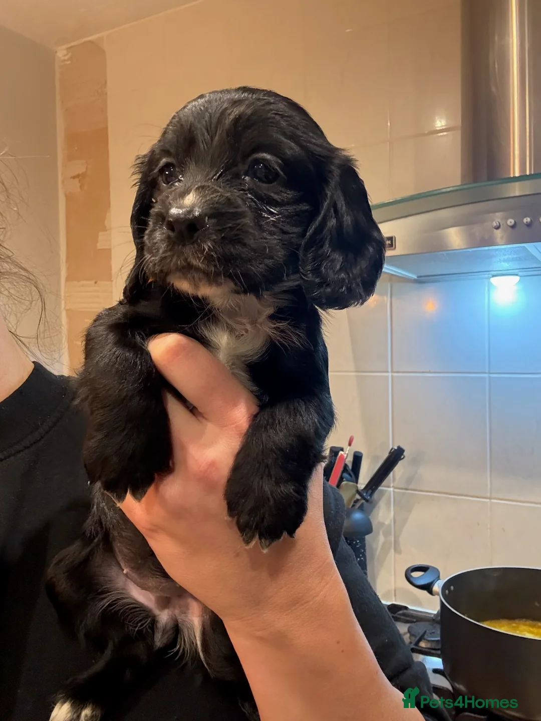 Cocker Spaniel dogs for sale: Working cocker spaniels. Fantastic pedigree  - Advert 1