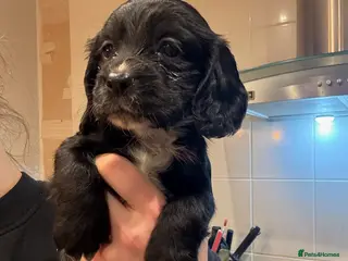 Cocker Spaniel dogs Working cocker spaniels. Fantastic pedigree - Advert 1