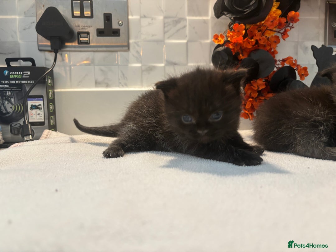 Mixed Breed cats for sale: Mixed British shorthair kittens! 🐈‍⬛  - Image 5