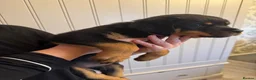 Rottweiler dogs for sale: KC Srb Rottweilers 19 champion winning bloodlines - Advert 5