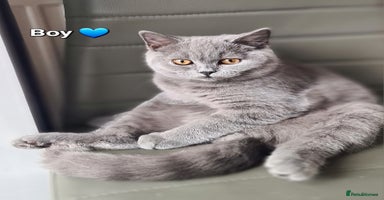 British Shorthair cats - Advert 14