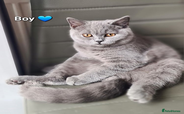 British Shorthair cats - Advert 14