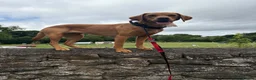 Labrador Retriever dogs for sale: Labrador puppies 4 male 2 female  - Advert 5