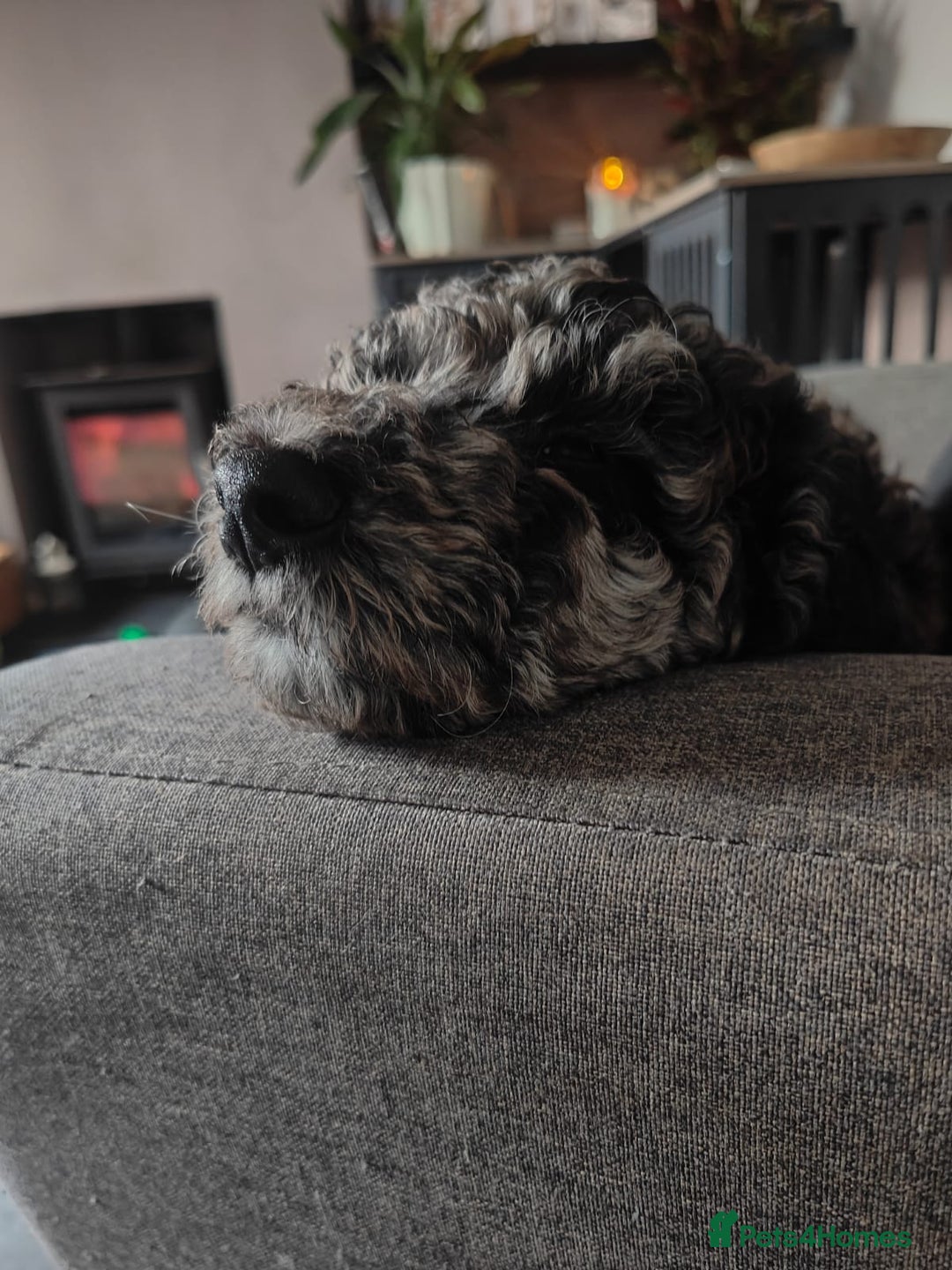 Goldendoodle dogs for sale: Stunning Merle goldendoodle male - Advert 8