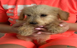 Jackapoo dogs for sale: Cream jackapoos f1b short legged  - Image 22