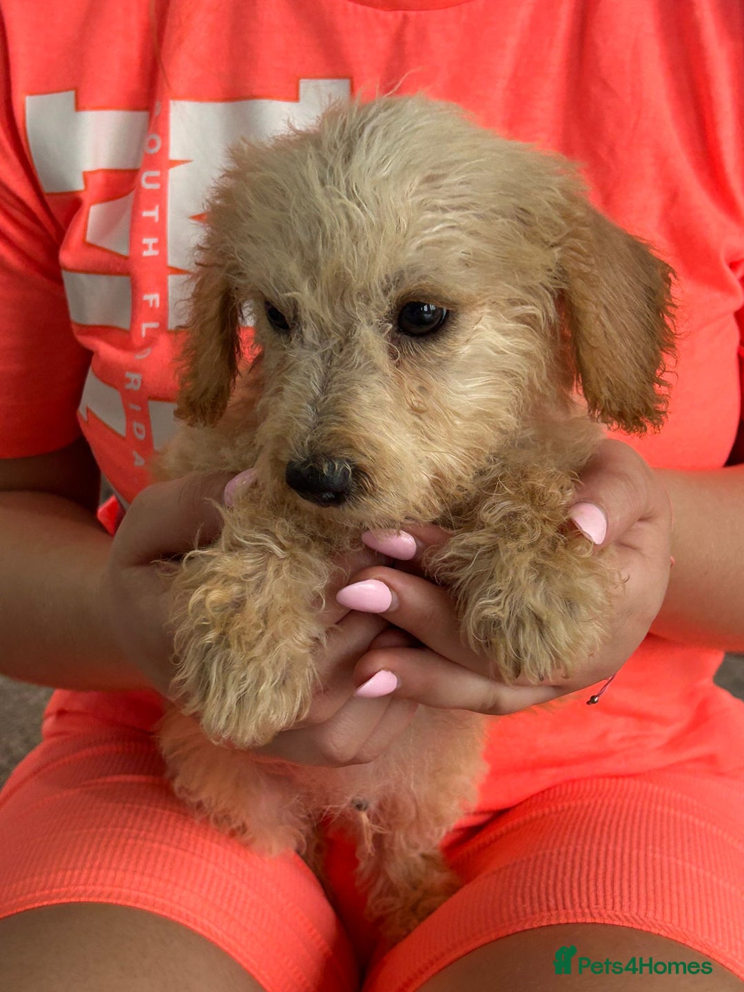 Jackapoo dogs for sale: Cream jackapoos f1b short legged  - Image 22