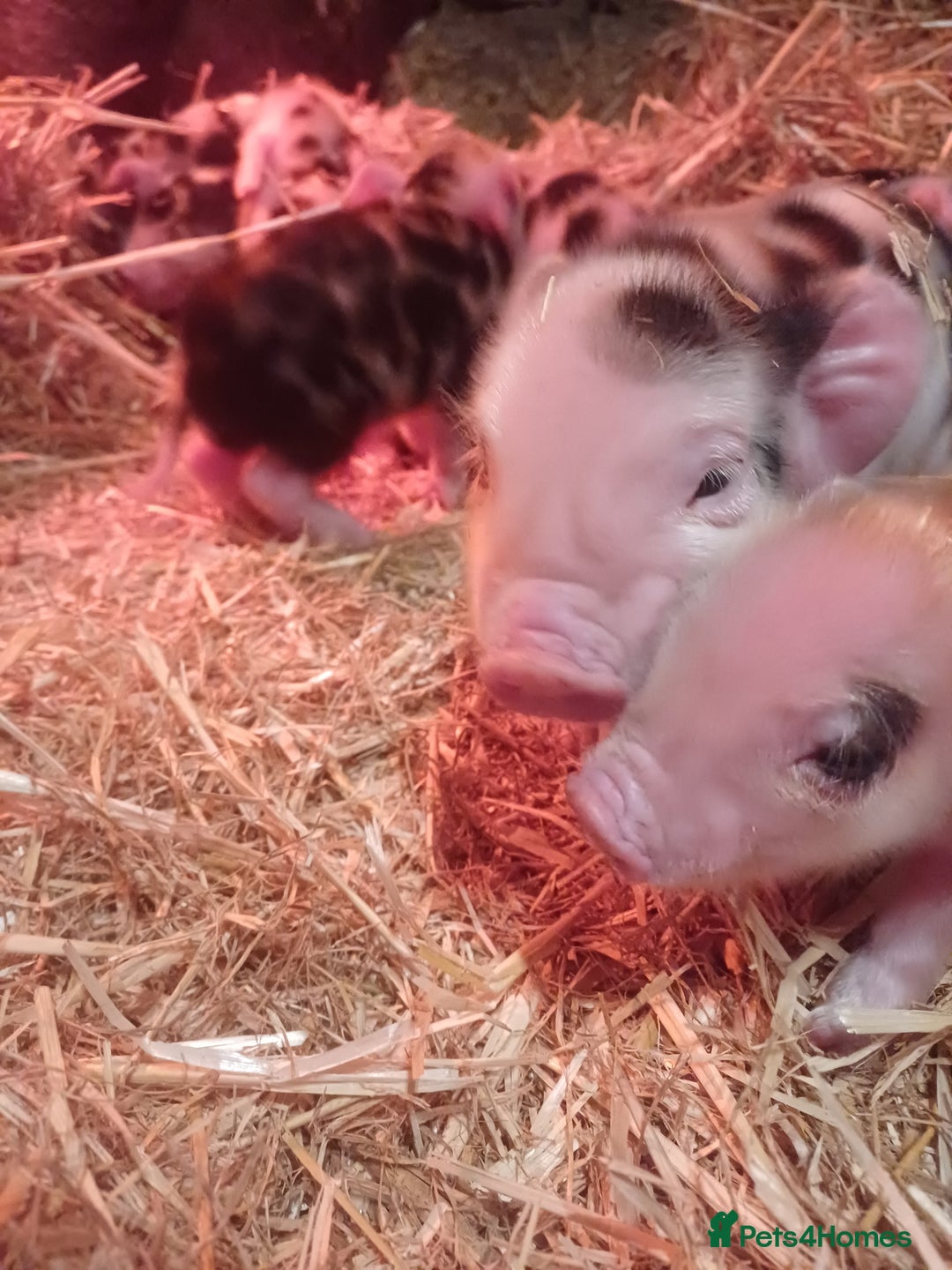 Pig livestock for sale: Kunekune x Juliana  - Advert 1