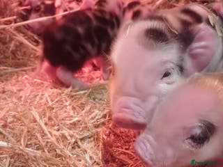 Pig livestock Kunekune x Juliana - Advert 2