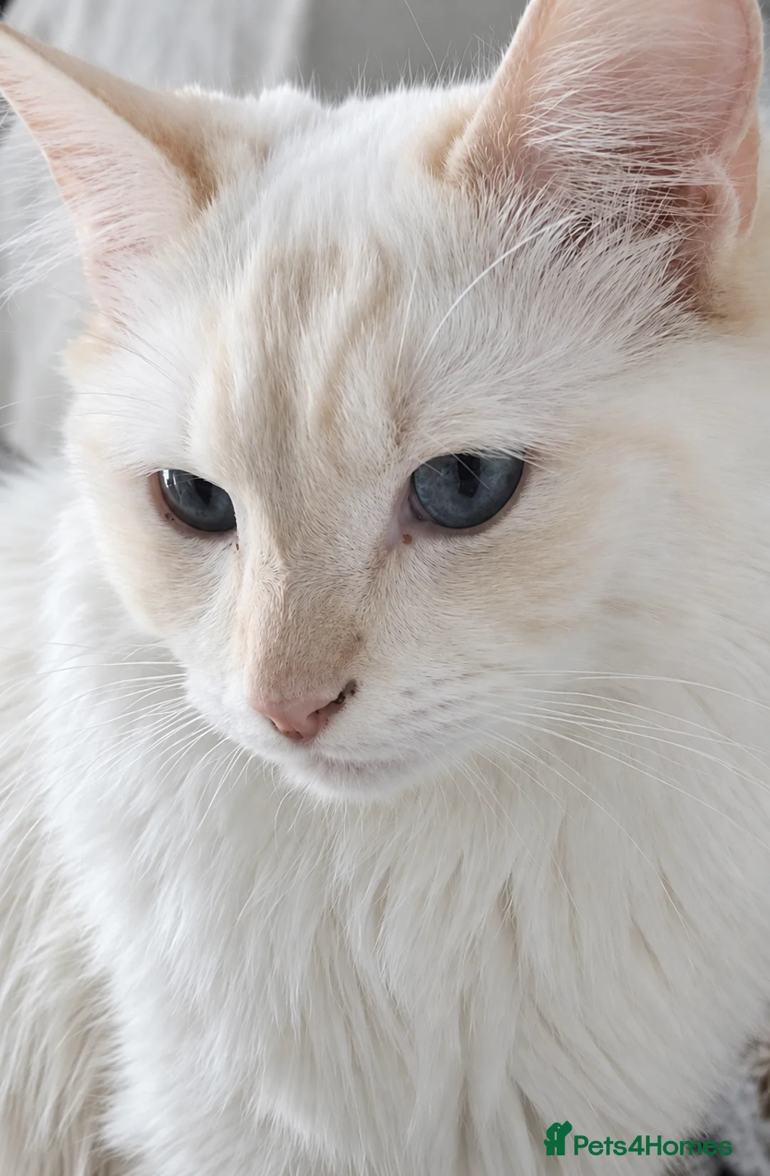 Ragdoll cats for sale: Ragdoll kittens 🐾 - Advert 3