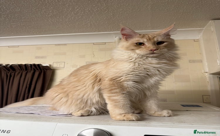 Maine Coon cats - Advert 16