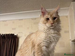 Maine Coon cats - Advert 11