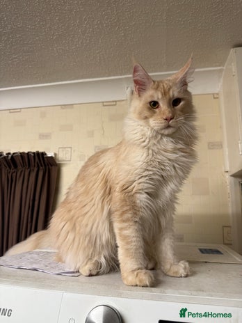 Maine Coon cats - Advert 16