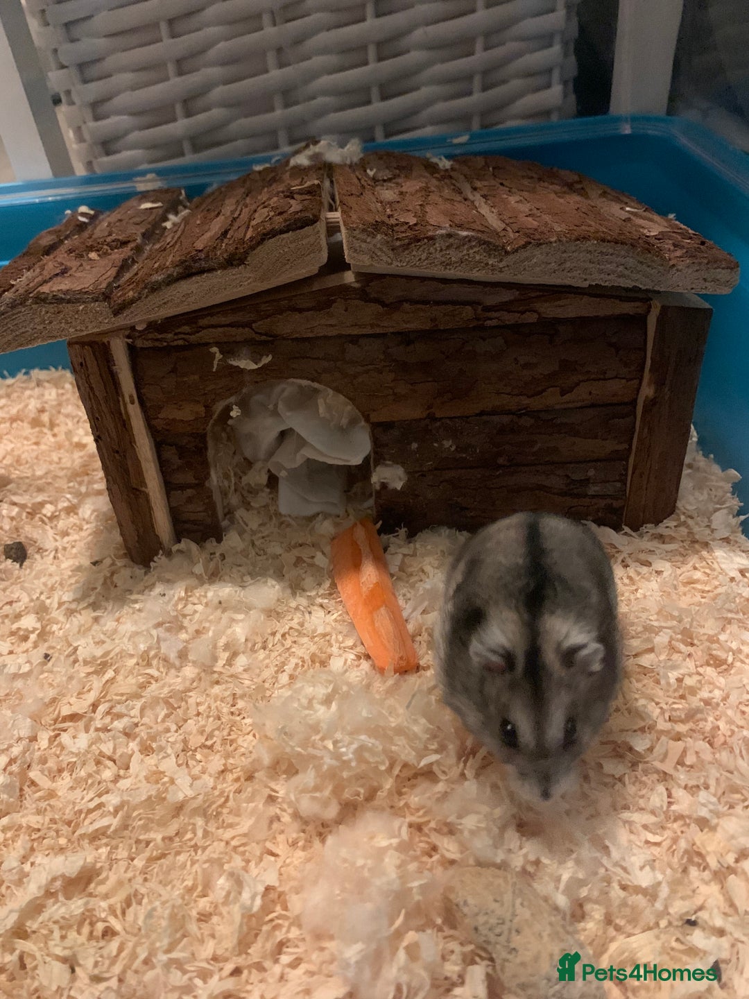 Hamster rodents for sale: Russian Dwarf Hamster with Cage & Accessories - Advert 6