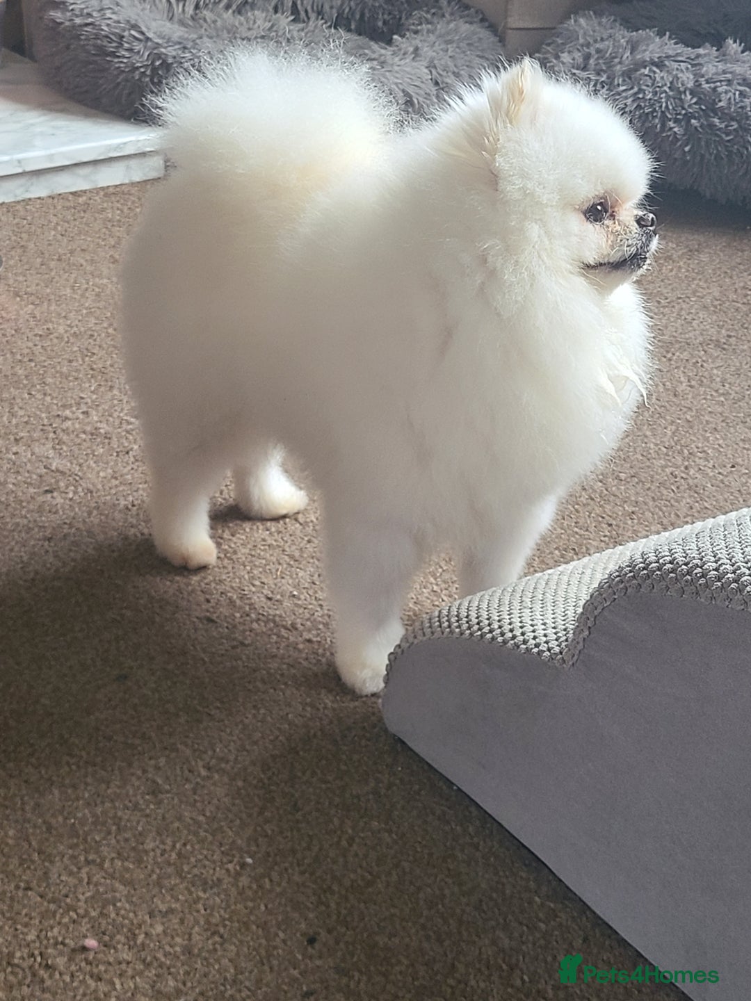 Pomeranian dogs for stud: White KC Registered pomeranian. *Stud duties only* - Advert 2