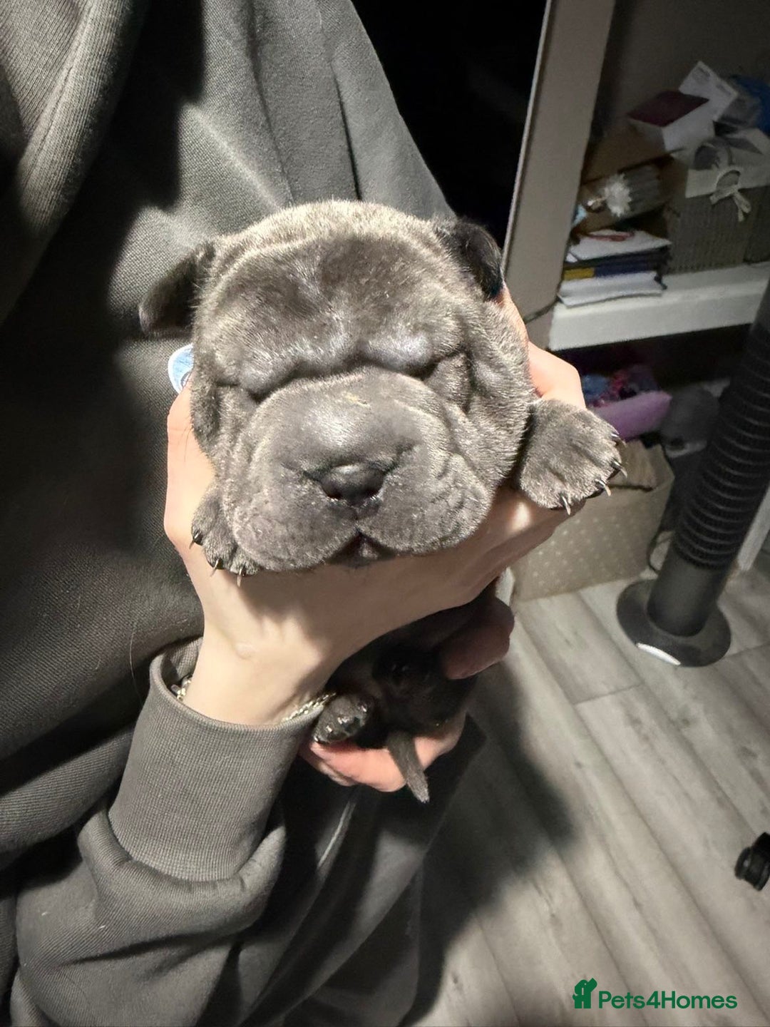 Mixed Breed dogs for sale: Beautiful cocker-Pei puppies - Advert 20