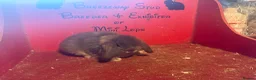 Mini Lop rabbits for sale: Mini lop baby rabbits ready now  - Advert 4