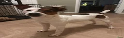 Mixed Breed dogs for sale: Jack Russell (Rusty) in Treorchy - Advert 7