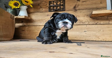 English Bulldog dogs - Advert 6